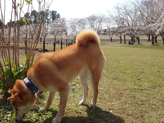 万博記念公園の桜と柴犬