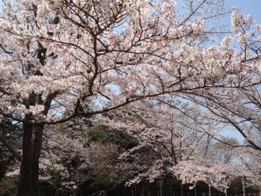科学万博記念公園の桜（少し早め）