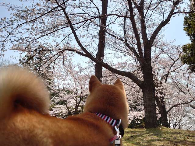 万博記念公園の桜と柴犬