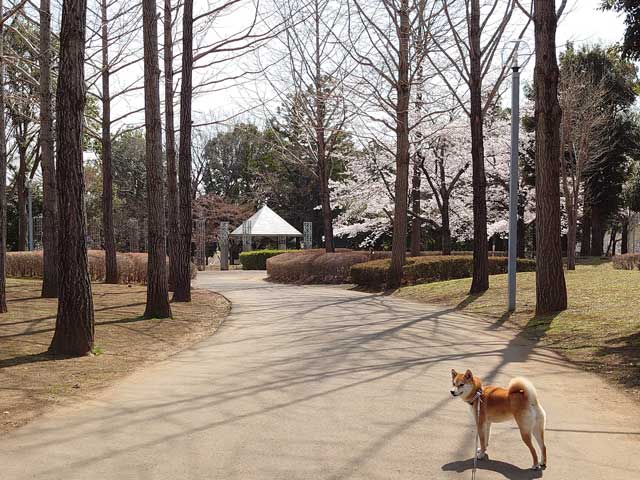 万博記念公園で遊ぶ柴犬
