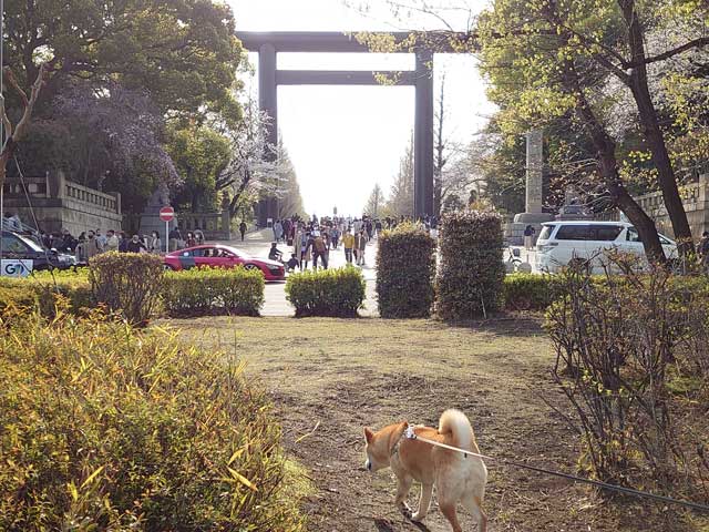 靖国神社と柴犬
