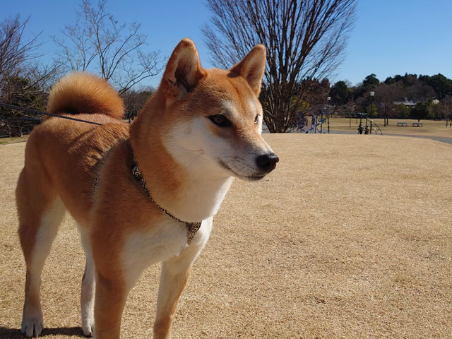 霞ヶ浦平和記念公園内の柴犬