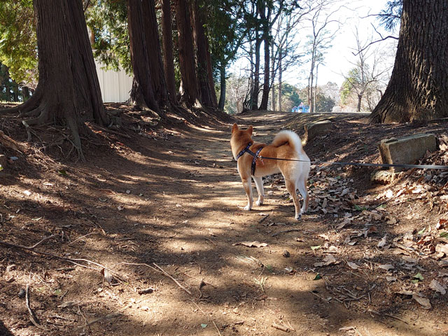 北園森林公園を散策する柴犬