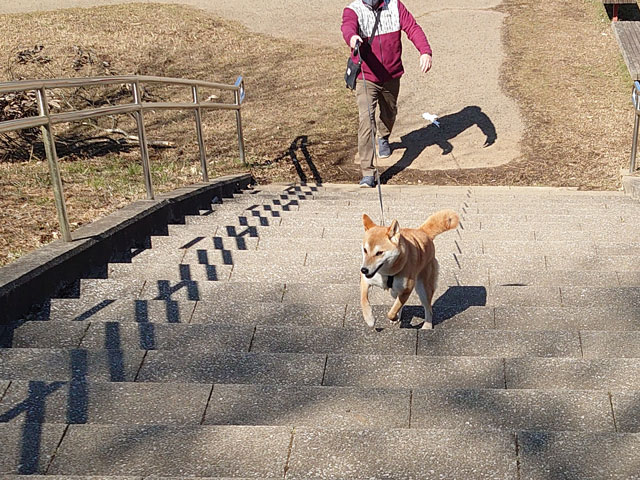 階段を駆け上がる柴犬