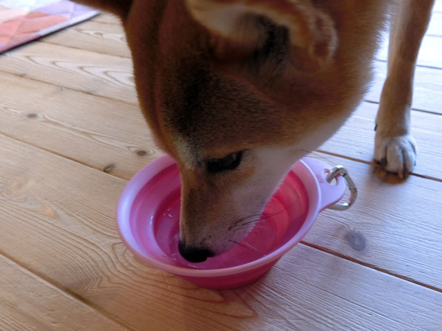 水を飲む柴犬