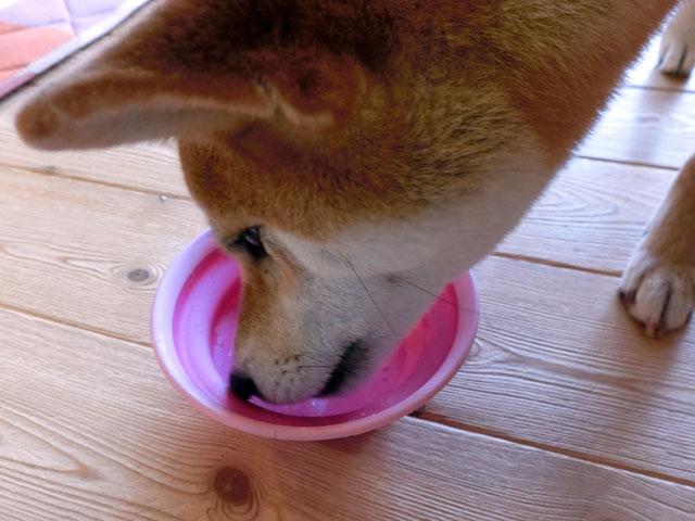 水を飲む柴犬
