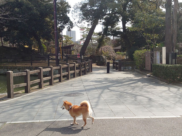 亀城公園と柴犬