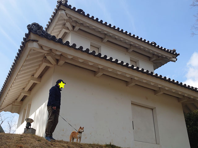 亀城公園を歩く柴犬