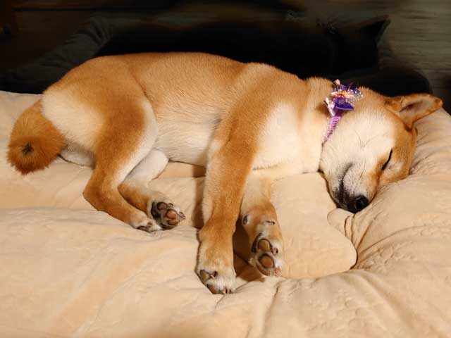 熟睡する柴犬