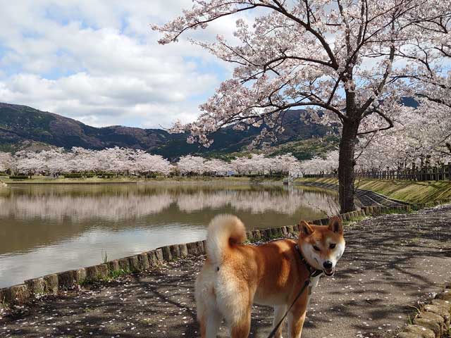 桜並木と柴犬