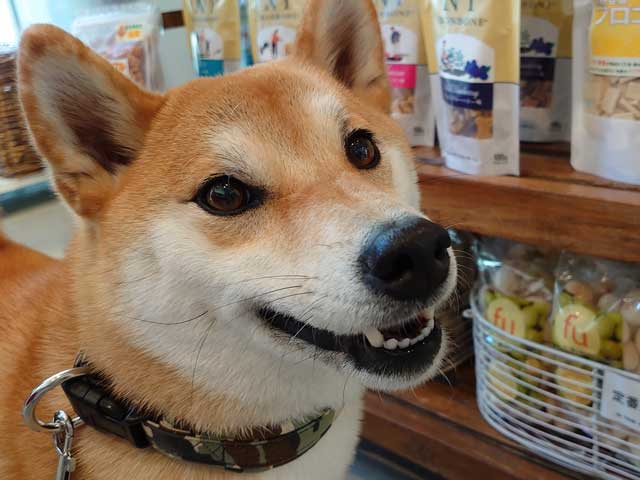 笑顔の柴犬