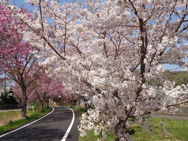 りんりんロードの桜