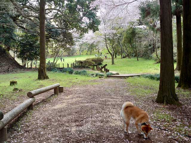 歩埼林公園を歩く柴犬