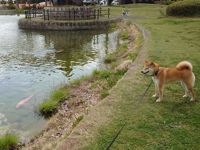歩崎公園を歩く柴犬