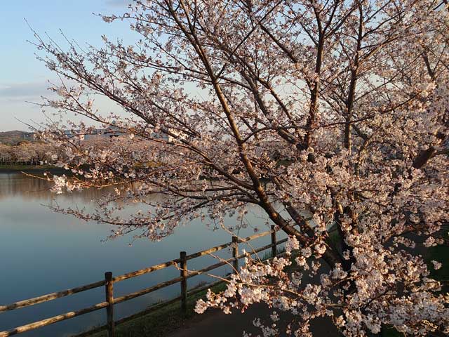 夕方の大池の桜