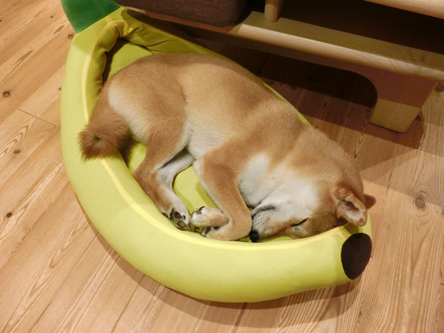 バナナベッドで寝る柴犬