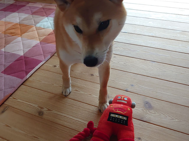 おもちゃと柴犬