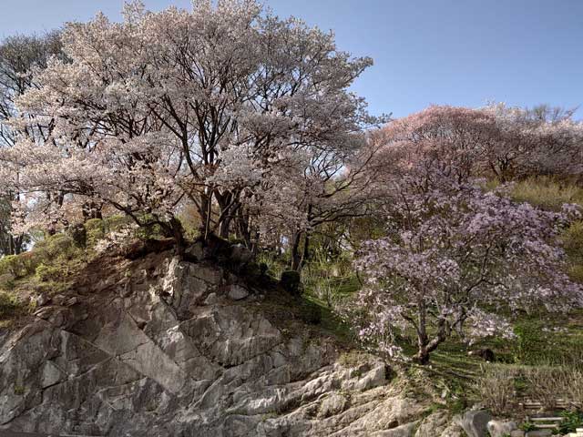 筑波山梅林の桜