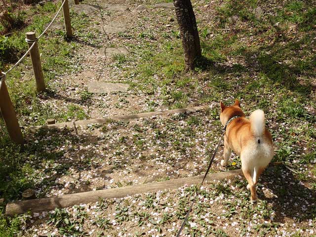 筑波山梅林を歩く柴犬