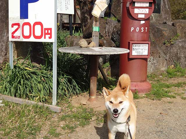 筑波山梅林を歩く柴犬
