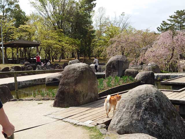 霞ヶ浦総合公園を歩く柴犬