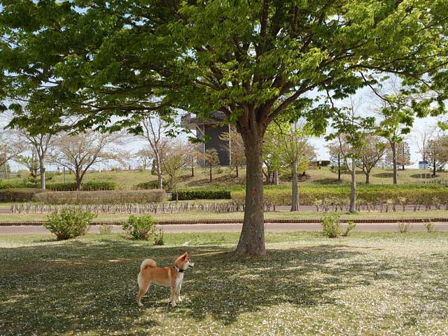 霞ヶ浦総合公園を歩く柴犬