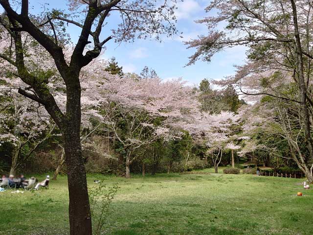歩埼林公園の桜