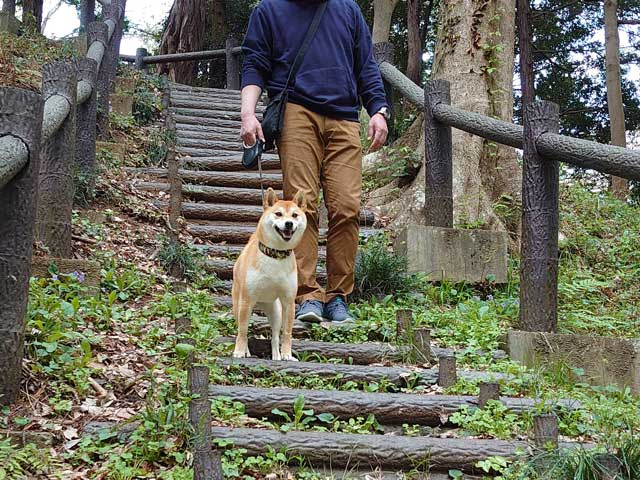 歩埼林公園を歩く柴犬