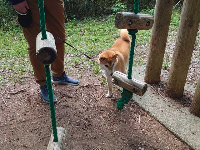 歩埼林公園の遊具と柴犬