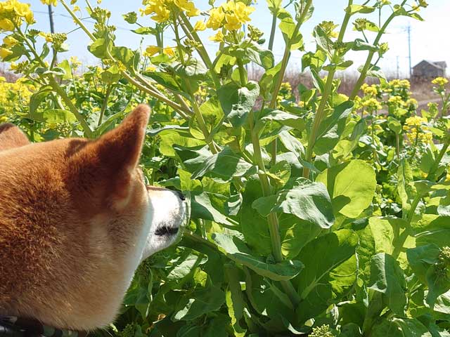 菜の花と柴犬
