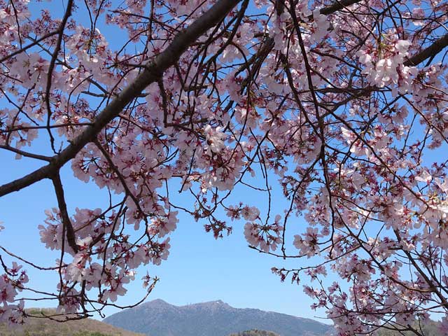 りんりんロードの桜