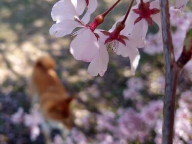 りんりんロードの桜と柴犬