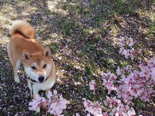 りんりんロードの桜と柴犬