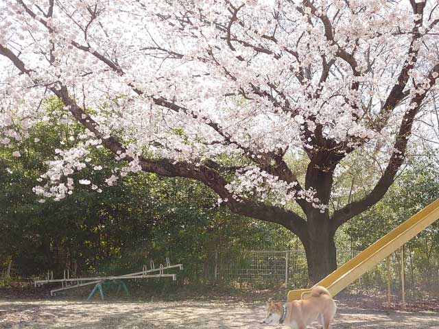 北条小学校の桜と柴犬