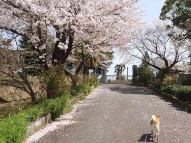 北条小学校の桜と柴犬