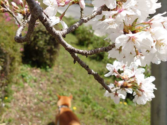大池公園の桜と柴犬