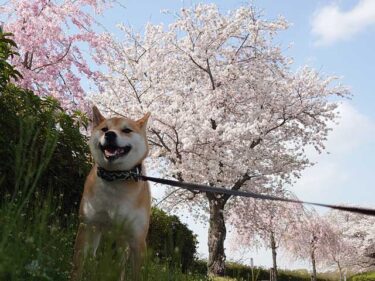 小貝川ふれあい公園の桜と柴犬