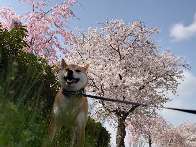 小貝川ふれあい公園の桜と柴犬