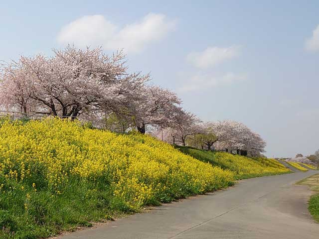 小貝川ふれあい公園の桜と菜の花