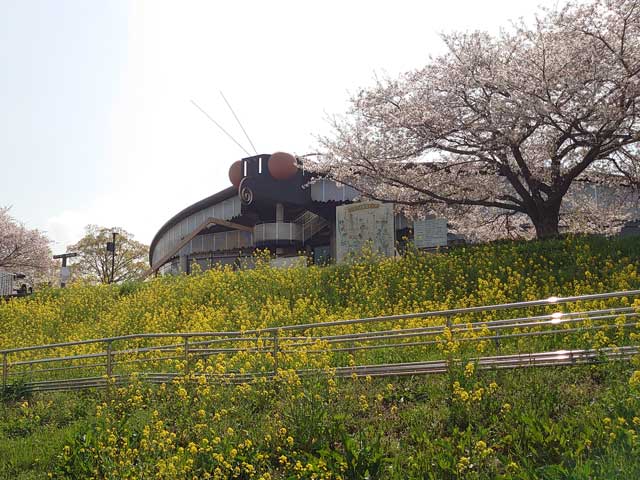 小貝川ふれあい公園の桜と菜の花