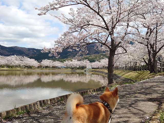 大池公園の桜と柴犬