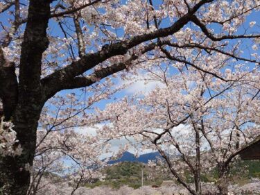 大池公園の桜