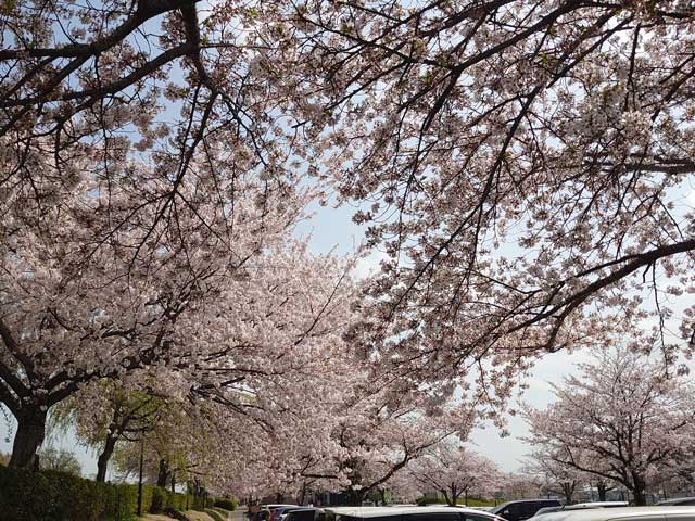 小貝川ふれあい公園の桜