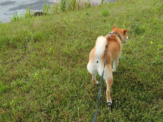 雨の中を歩く柴犬
