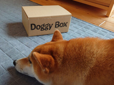 5月のDoggy Box☆