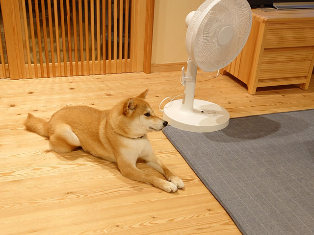 柴犬と扇風機