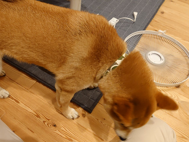 柴犬と扇風機