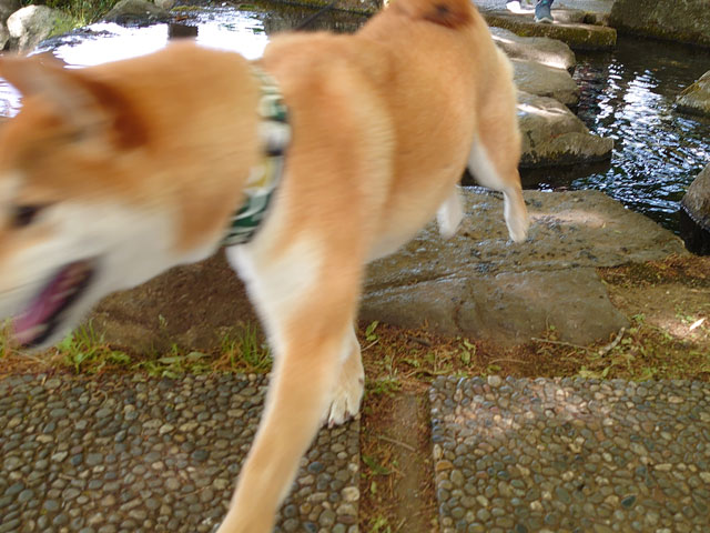 飛び石を渡る柴犬