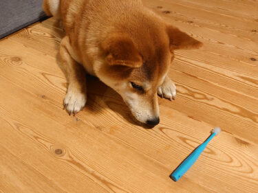 歯ブラシと柴犬