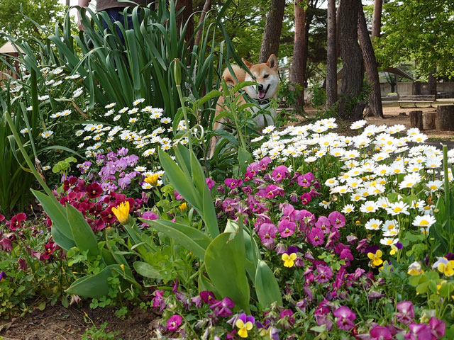 花壇と柴犬